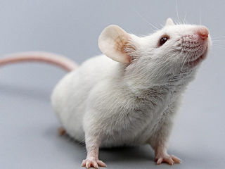 Продам лабораторных мышей
