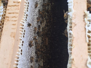 Пчелосемьи и отводки. foto 1