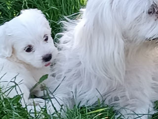 Fetițe Bichon (Balonca) foto 3