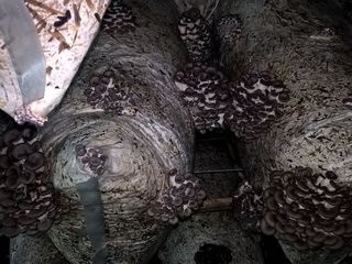 Tehnolog  ajut la cresterea ciupercilor vesenca ,pastravi foto 2