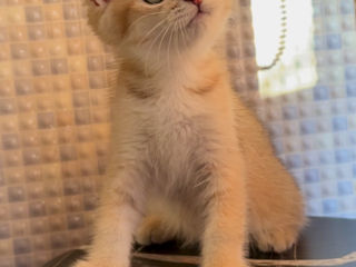 Golden kitten British shorthair foto 10