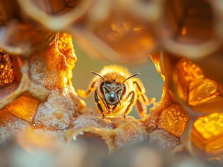 Vând familii de albini și miere la preț atractiv!