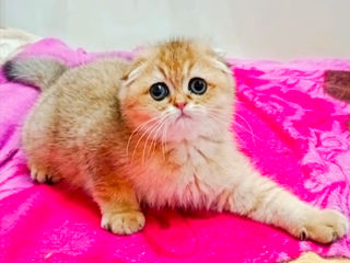 Scottish fold foto 2