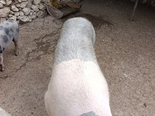 Porc de casă foto 2