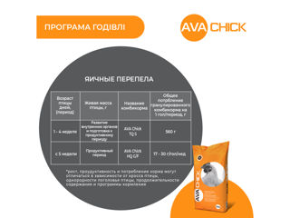 Furaj pentru ouă de prepeliță AVA CHICK HQ G/F . Pungă 25kg foto 4