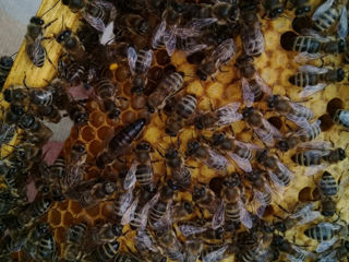 Vind 3 familii de albine la preț foarte bun pentru detalii suplimentare sunați