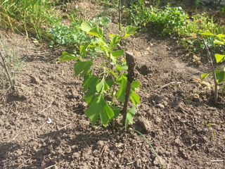 Гинкго билоба листья.. ginkgo biloba саженцы сорт морозостойки foto 9