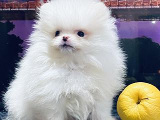 Spitz pomeranian foto 2