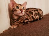 Леопардовые клубные котята.  Шикарные бенгалы / Bengal foto 4