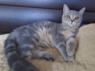 Scottish fold foto 6