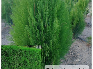 Gard viu.Buxus,Biriucina,Jasmin.Spiree,Ghibiscus. foto 3