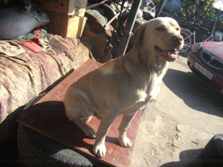 labrador foto 7