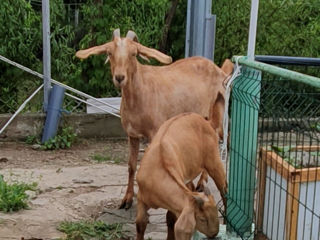 Capra metis anglonubian- alpino francez foto 2