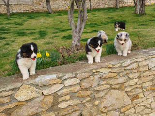 Австралийская Овчарка (Аусси) Australian Shepherd. foto 5