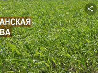 Семенная кукуруза на силос Суданка Амаранд