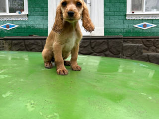 Cocker spaniel foto 8