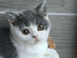 Pisoii British Chinchilla foto 1