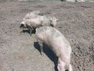 Vindem porci crescuţi în libertate cu ceriale naturale au 100 /120 kg