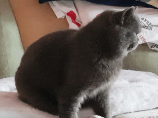 Motan British Shorthair Blue pentru montă foto 2