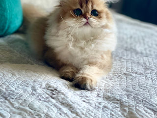 British chinchilla long hair