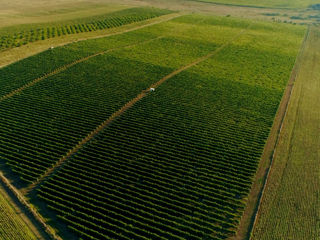 Teren Agricol, Mun. Orhei, S. Cucuruzeni, 18,5 Ha. foto 3