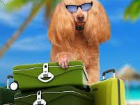 Cum să-ți iei animalele în vacanță?Alege pachetul pet-friendly de la VP Travel !
