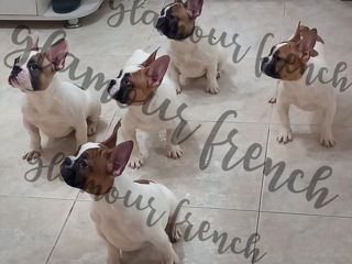Продам щенков французского бульдога