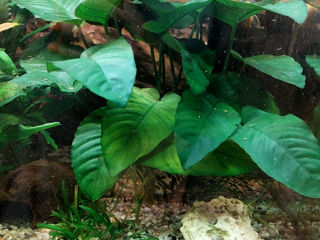 Анубиус аквариумное растение  большой куст