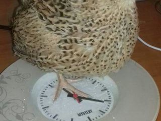 Oua  prepelita fenix-auriu 600gr.gigantul-alb-600gr.Balti. Chisinau. foto 4