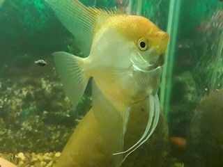 меняю взрослых самцов анциструсов на более мелкую рыбу foto 3