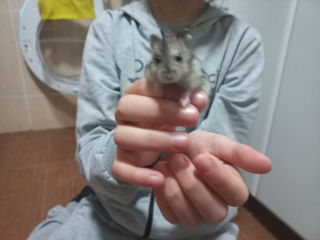 Se vând pui de hamster