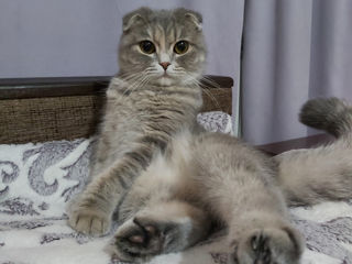 Pisică Scottish fold foto 3