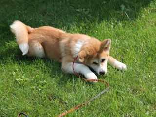 Akita inu - mascul / Акита ину - мальчик  фото 9