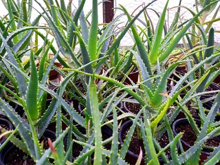 Aloe arboriscens (алоэ, столетник)