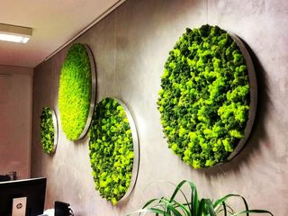 Вертикальное озеленнение,  gradini verticale, мох стабилизированный, muschi decorativi, licheni foto 10