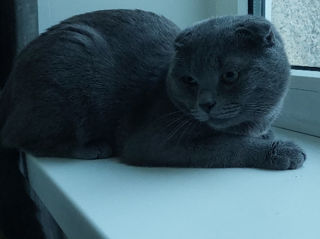 Scottish Fold, 11 luni, motan