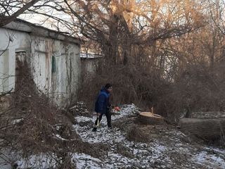 Tăierea copacilor înclinați sau deteriorați- cu masini si echipamente speciale .Calitatea garantată foto 11