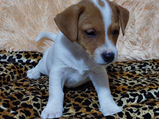 Vând căței jack russell terrier, născuți la 15 august. Or. Soroca foto 6