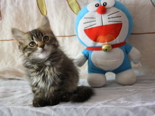 Замечательный сибирский  пушистый котенок котик. foto 3