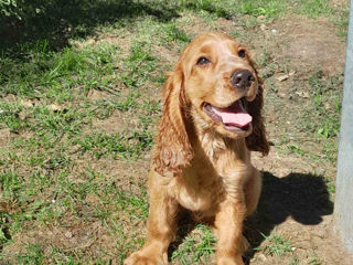 Cocker Spaniel