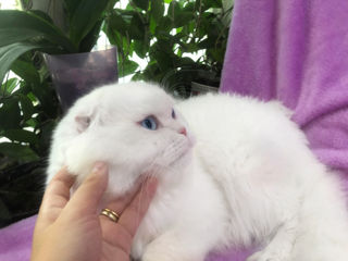 Вязка с котом белого окраса имеет больше шансов на удачную реализацию будущих котят (белых)! foto 8