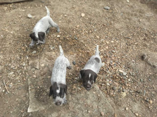 Питомник легавых собак в Молдове From Jucovschii Forest предлагает щенков породы Дратхаар