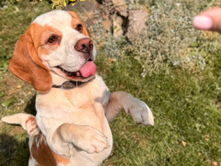 Împerechere beagle foto 2