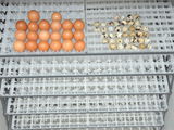 incubator automat 1584 oua gaina la doar 3800 lei foto 5