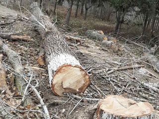 Taierea copacilor, curatarea copacilor, Masina Autoturn, Lucram in toata Moldova !!! foto 3