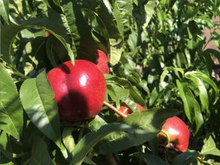 Pomi fructiferi - nectarine soiul Big Top , Ali Top , Stark Sunglo  și alte specii ... foto 4