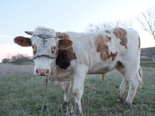 Bou de sămânță Simmental