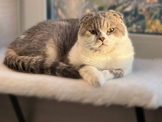 Чистокровный шотландский котёнок Scottish fold! Шоу класса! Рassport!