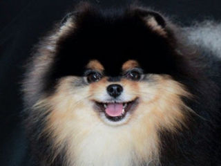 Pomeranian black and tan, шпиц черноподпалый ,кобель на вязку