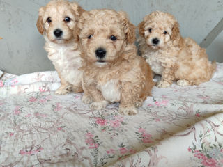 Maltipoo foto 5